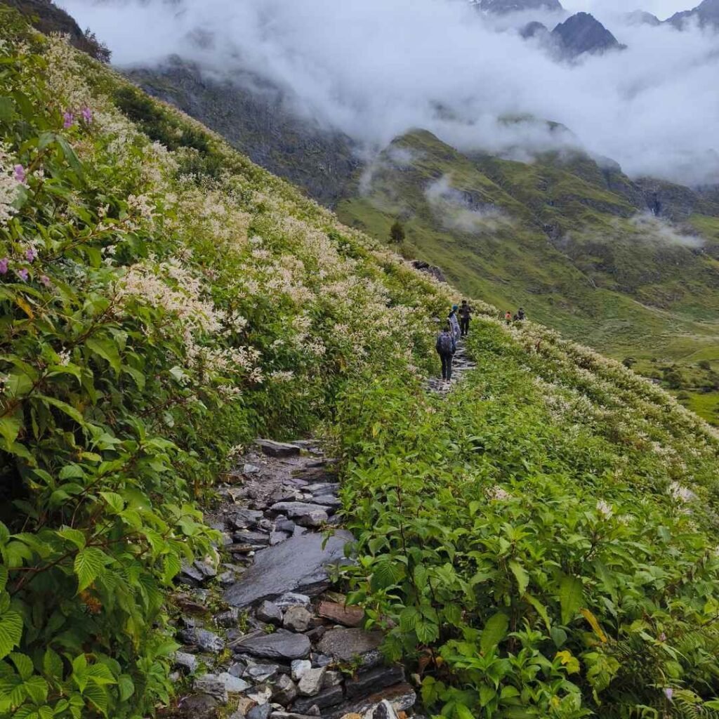 Valley of flowers trek